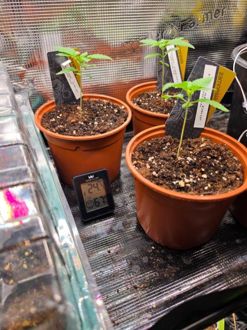  Spider Farmer 4 Tier Plant Stand With 1680D Grow . Week 2