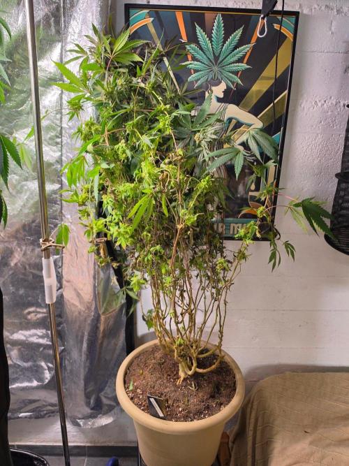 Zupernova Clones. Week 26