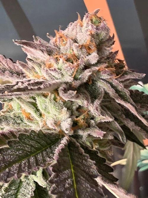 Zupernova Clones. Week 26