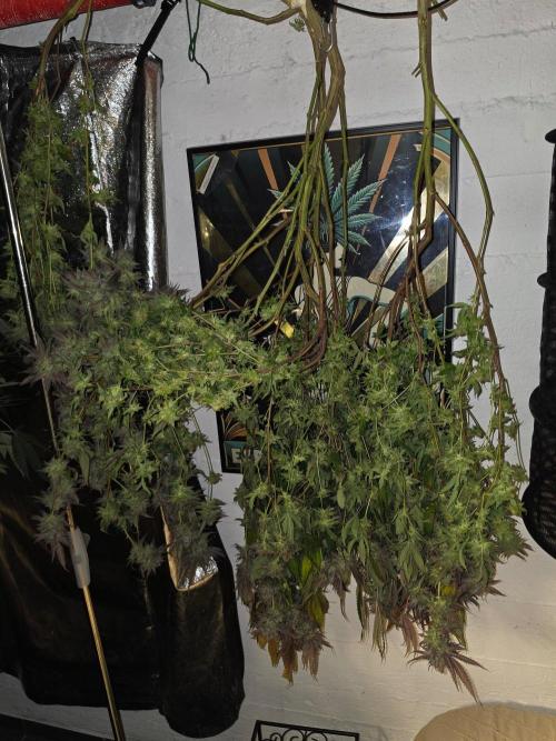 Zupernova Clones. Week 26