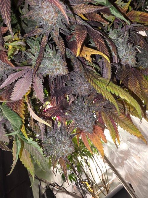 Zupernova Clones. Week 26