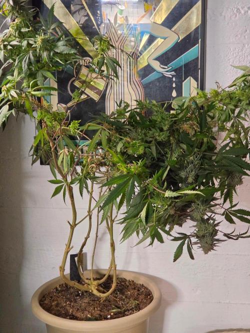 Zupernova Clones. Week 26
