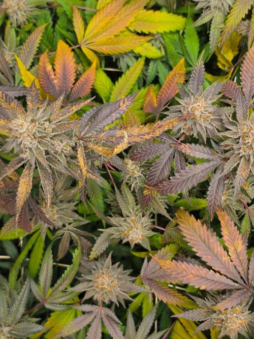 Zupernova Clones. Week 26