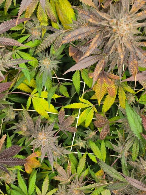 Zupernova Clones. Week 26