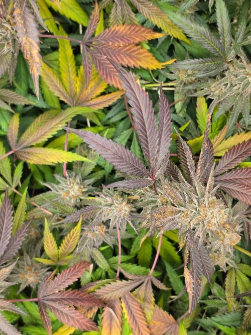 Zupernova Clones. Week 26