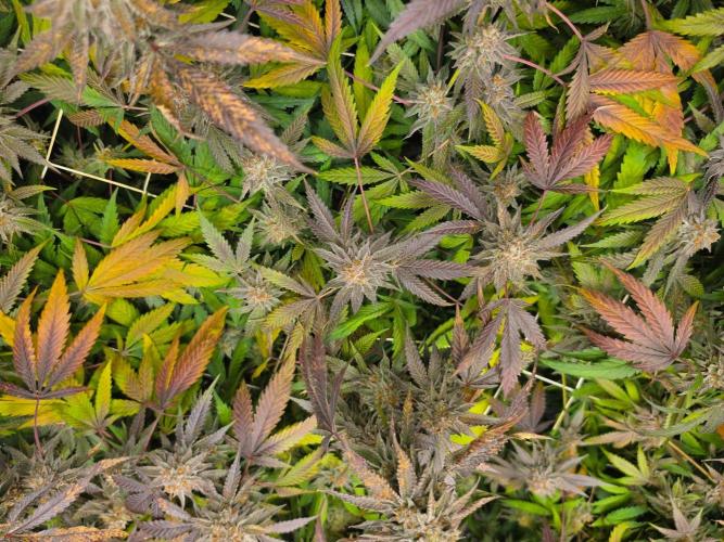Zupernova Clones. Week 26