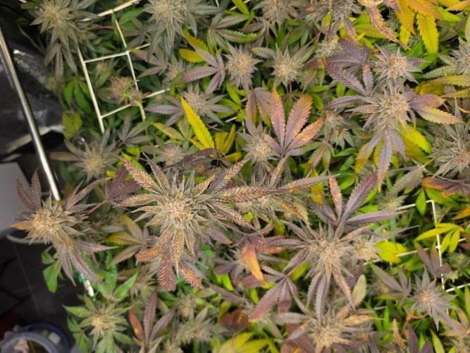 Zupernova Clones. Week 26