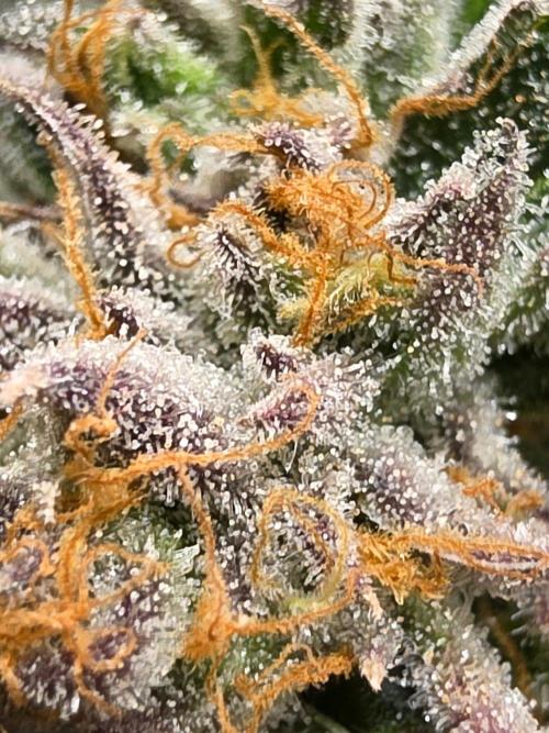 Zupernova Clones. Week 26