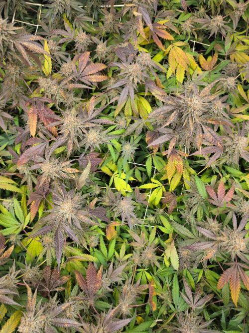 Zupernova Clones. Week 26