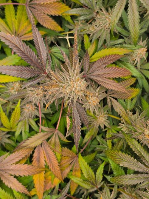 Zupernova Clones. Week 26