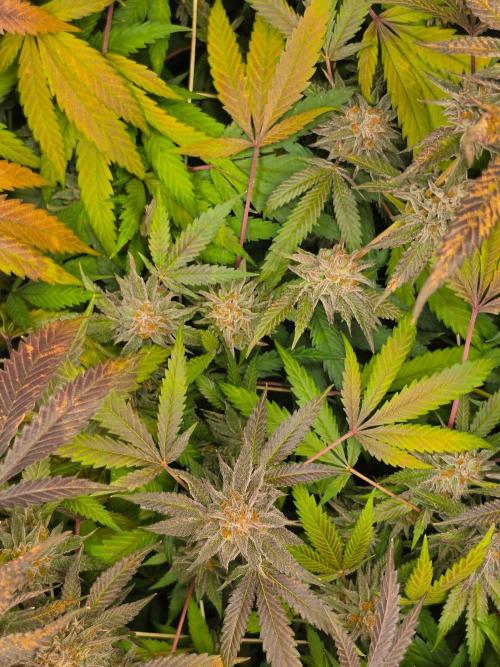 Zupernova Clones. Week 26