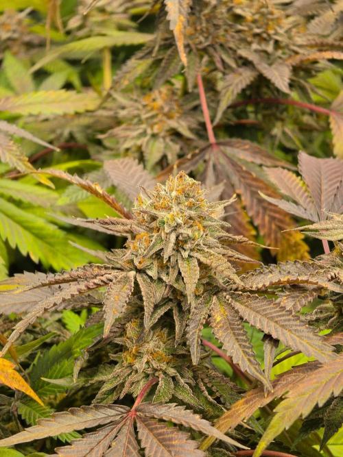 Zupernova Clones. Week 26