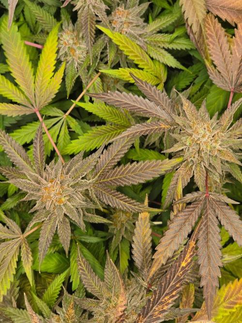 Zupernova Clones. Week 26