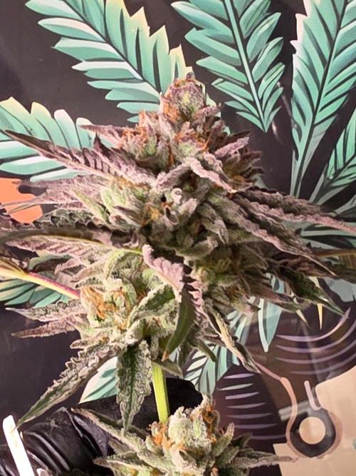 Zupernova Clones. Week 26