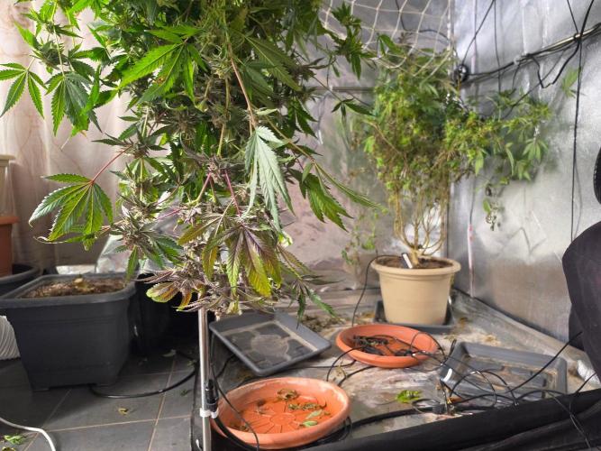 Zupernova Clones. Week 26