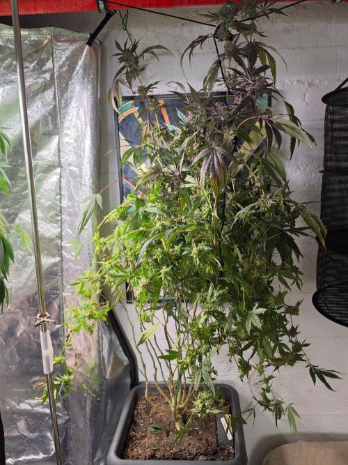 Zupernova Clones. Week 26