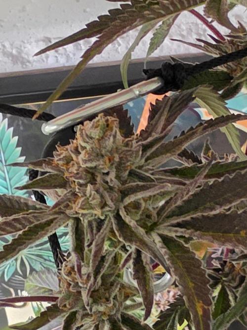 Zupernova Clones. Week 26