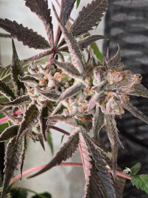 Zupernova Clones. Week 26