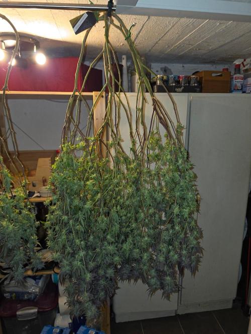 Zupernova Clones. Week 26