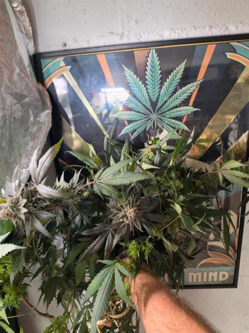 Zupernova Clones. Week 26