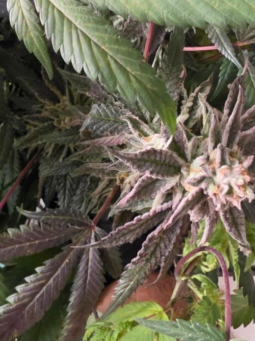 Zupernova Clones. Week 26