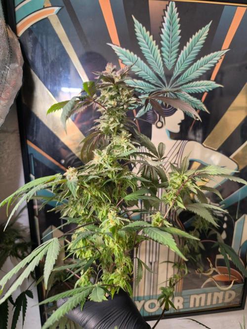 Zupernova Clones. Week 26