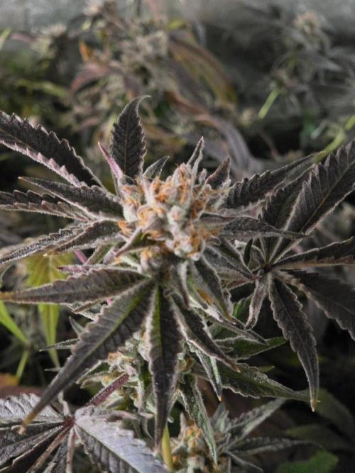 Zupernova Clones. Week 26