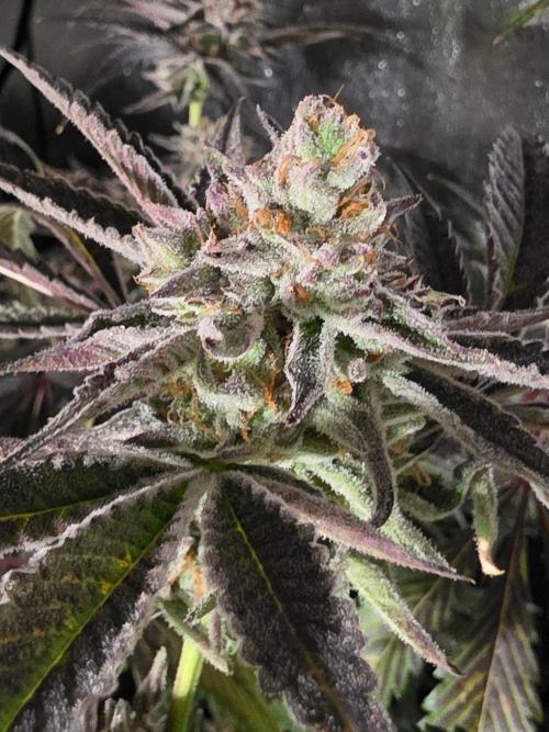 Zupernova Clones. Week 26