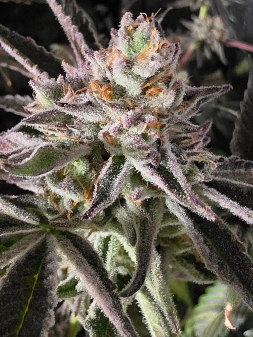 Zupernova Clones. Week 26