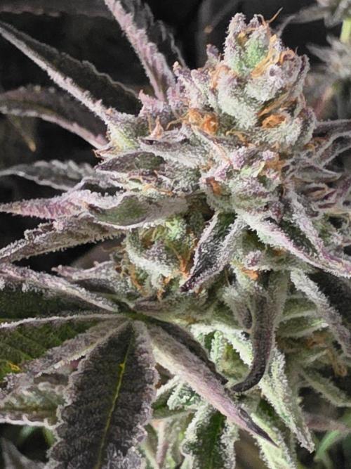 Zupernova Clones. Week 26