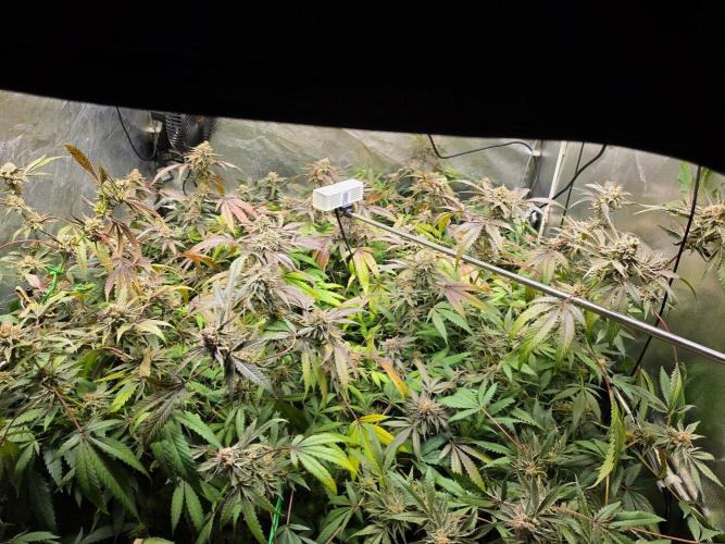 Zupernova Clones. Week 26