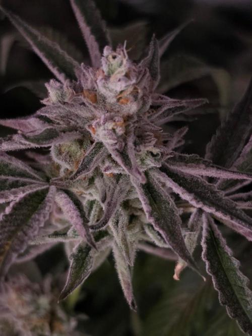 Zupernova Clones. Week 26