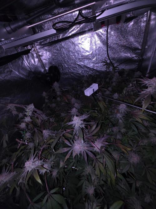 Zupernova Clones. Week 26