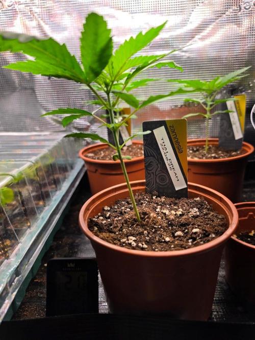 Thai Dream (RQS x Zamnesia) feminized. Week 3