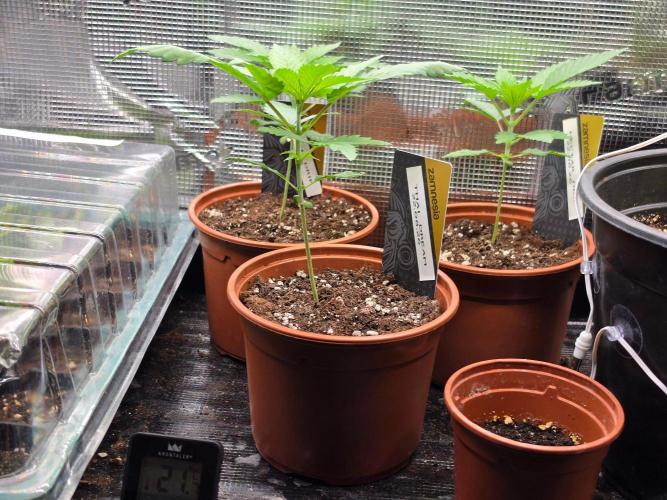 Thai Dream (RQS x Zamnesia) feminized. Week 3