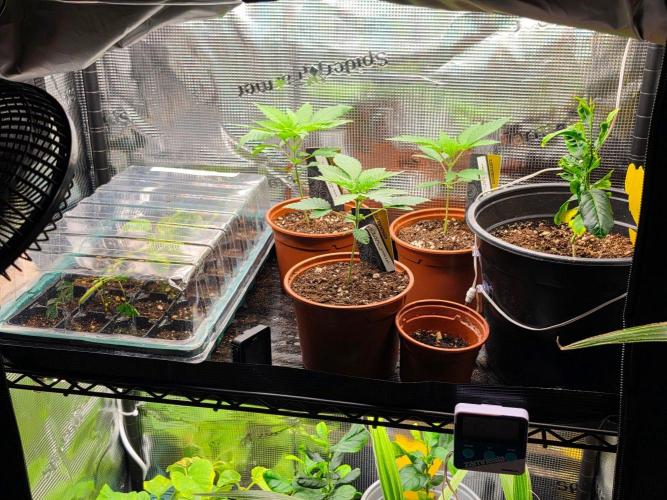  Spider Farmer 4 Tier Plant Stand With 1680D Grow . Week 3