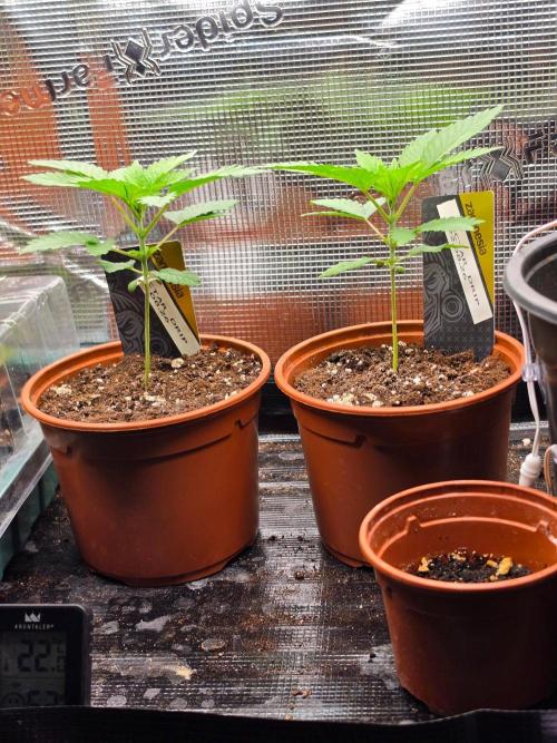 Nectar Drip (Zamnesia Seeds x TICAL). Week 3