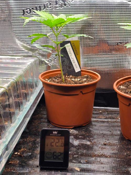 Nectar Drip (Zamnesia Seeds x TICAL). Week 3