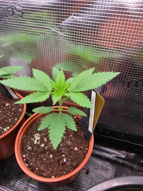 Nectar Drip (Zamnesia Seeds x TICAL). Week 3