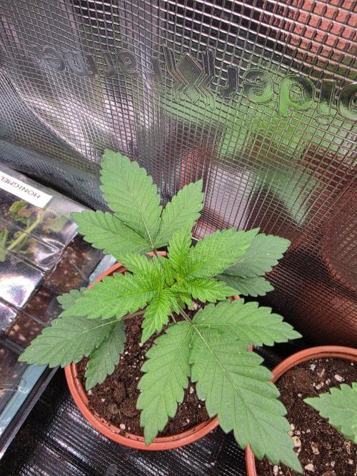  Spider Farmer 4 Tier Plant Stand With 1680D Grow . Week 3