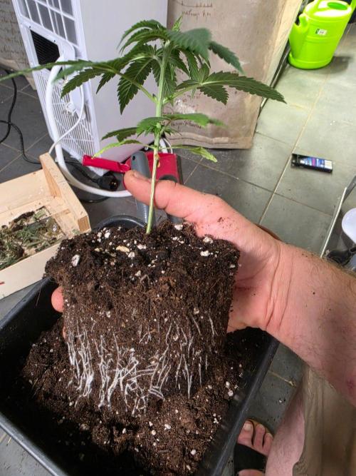 Thai Dream (RQS x Zamnesia) feminized. Week 4