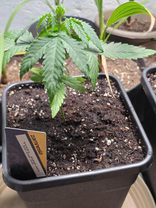 Thai Dream (RQS x Zamnesia) feminized. Week 4