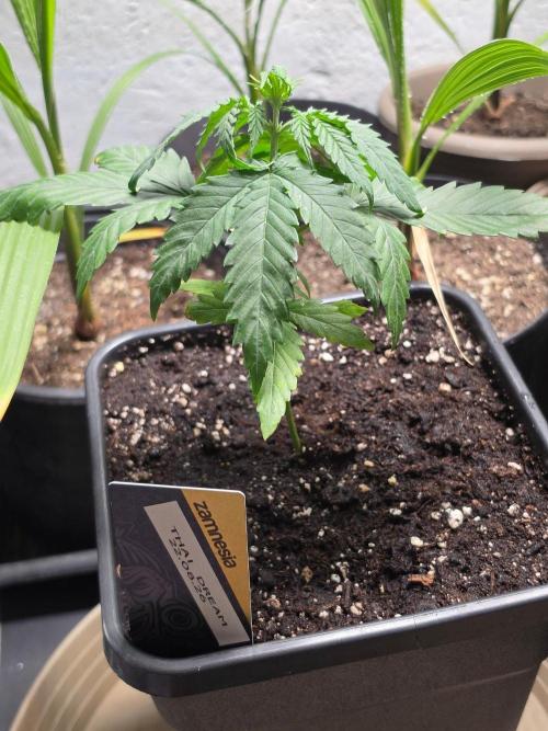 Thai Dream (RQS x Zamnesia) feminized. Week 4