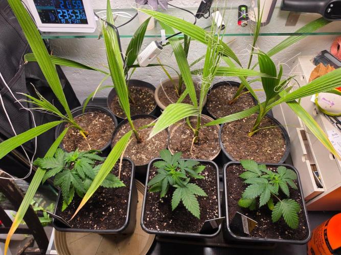 Thai Dream (RQS x Zamnesia) feminized. Week 4