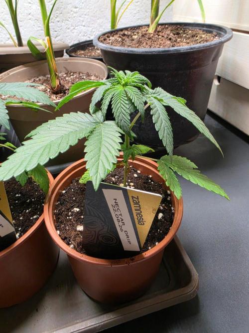 Nectar Drip (Zamnesia Seeds x TICAL). Week 4