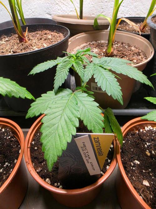 Nectar Drip (Zamnesia Seeds x TICAL). Week 4
