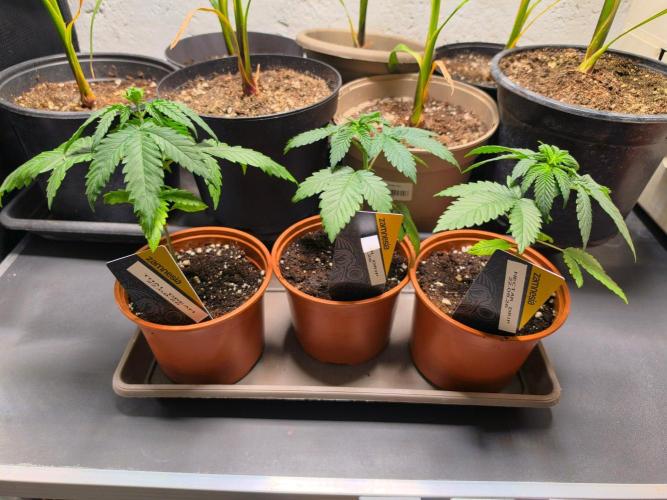 Nectar Drip (Zamnesia Seeds x TICAL). Week 4