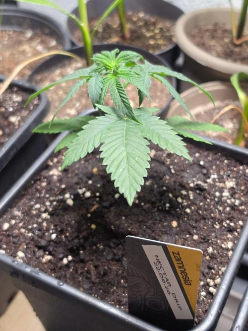 Nectar Drip (Zamnesia Seeds x TICAL). Week 4