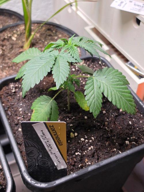 Nectar Drip (Zamnesia Seeds x TICAL). Week 4