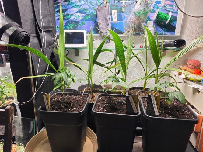  Spider Farmer 4 Tier Plant Stand With 1680D Grow . Week 4